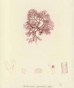 イギリスの海草（自然印刷） 作： English School